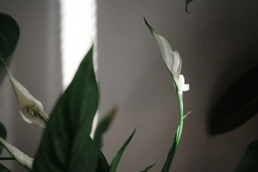 Year-Round Care visual reference