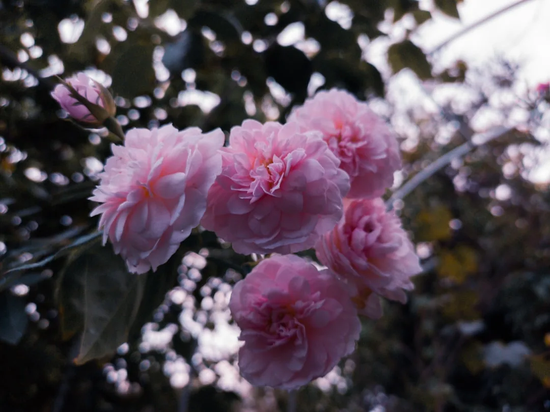 Large Blooms comparison visual